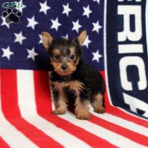 Dilan, Yorkie Puppy